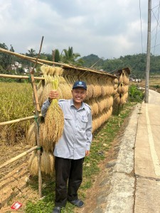 Panen Raya Padi Kasepuhan Citorek: Merawat Padi Lokal, Memperkuat Ketahanan Pangan Masyarakat